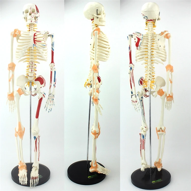 Medical Lab Upgrade - 【HOT】Medical Education High Quality Life Size