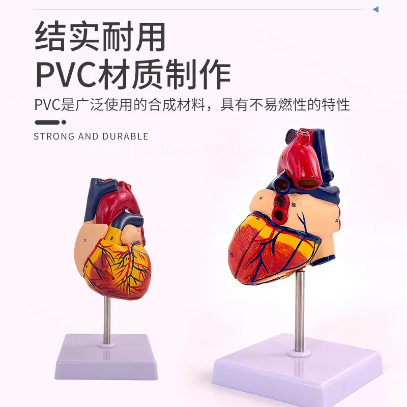 1:1 Human Heart Anatomy Model  - Medical Lab Ultrasound recension och pris