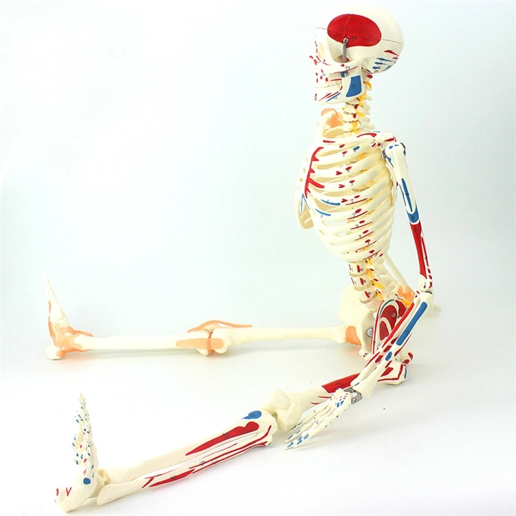 【HOT】Medical Education High Qu - Medical Lab Upgrade recension och pris