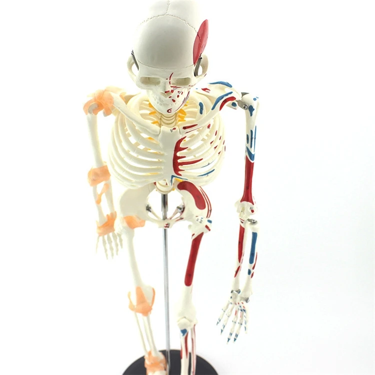 【HOT】Medical Education High Qu - Medical Lab Upgrade recension och pris