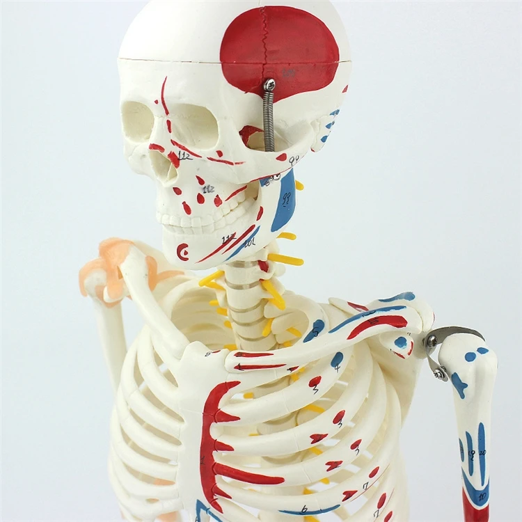 【HOT】Medical Education High Qu - Medical Lab Upgrade recension och pris